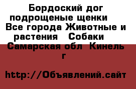 Бордоский дог подрощеные щенки.  - Все города Животные и растения » Собаки   . Самарская обл.,Кинель г.